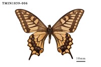 藏品(黃鳳蝶)的圖片